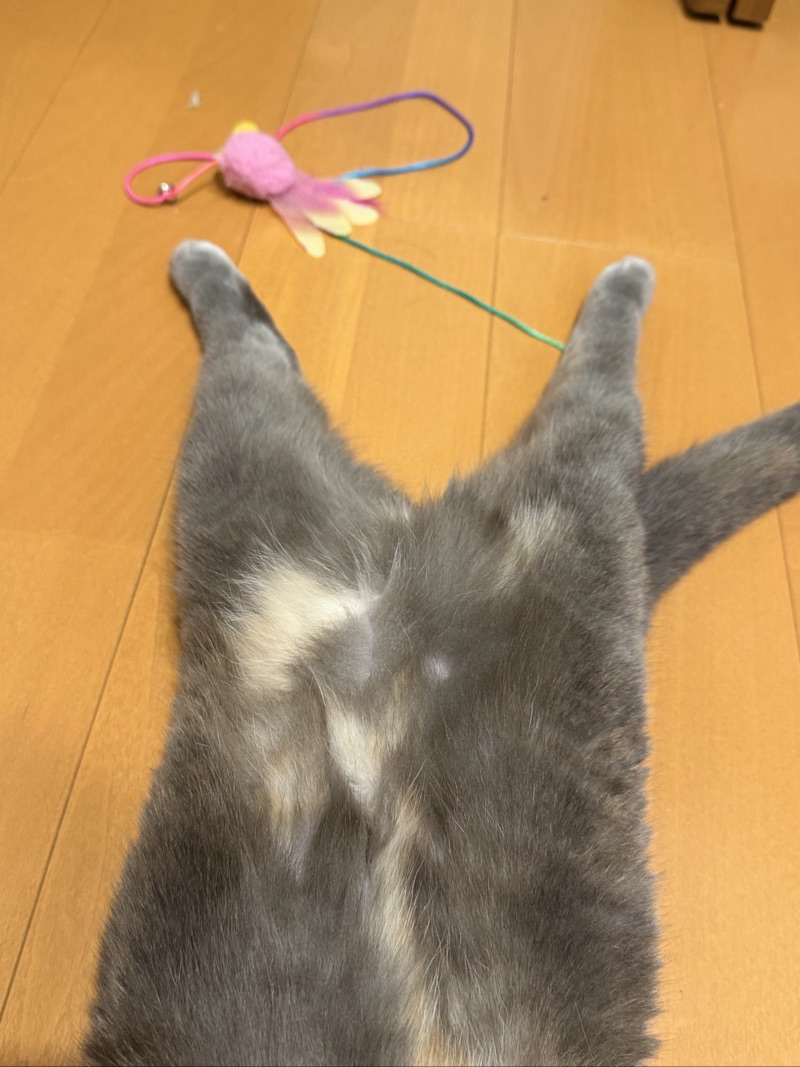 ティアの写真