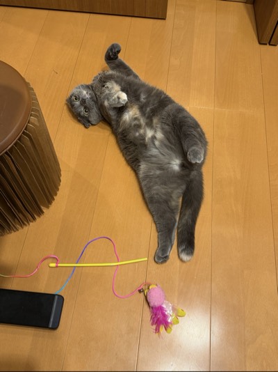 ティアの写真