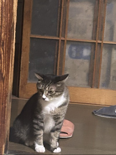 たまの写真