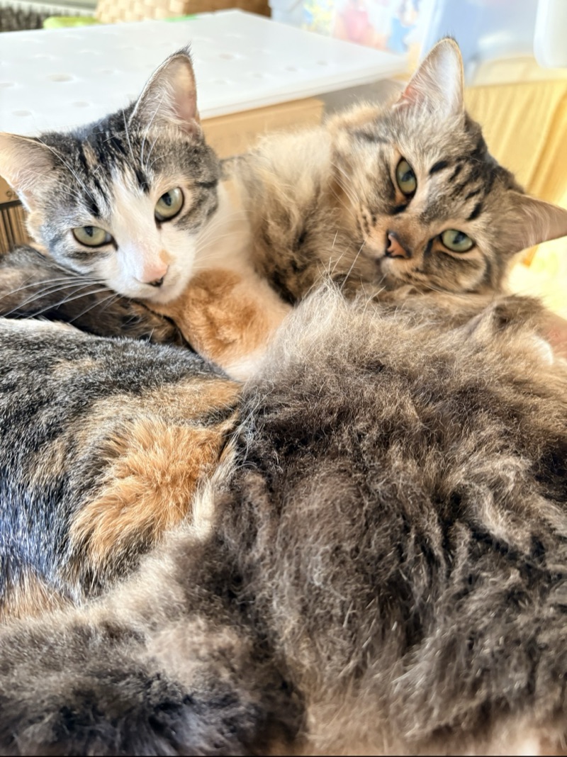 モカの写真