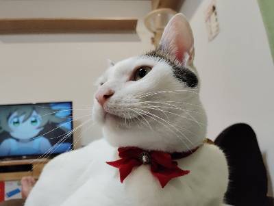 ゆきの写真