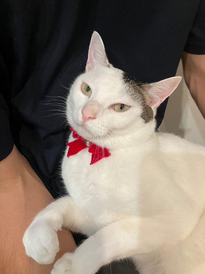 ゆきの写真