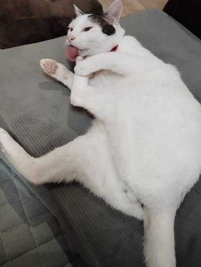 ゆきの写真