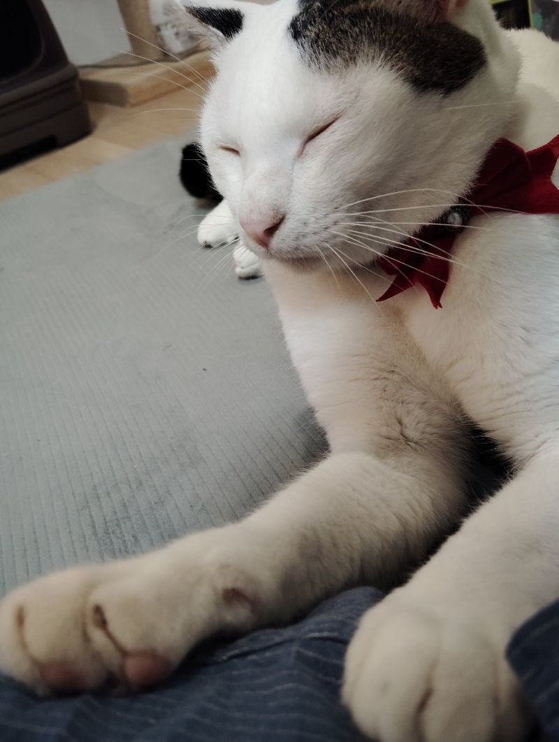 ゆきの写真