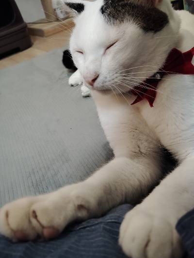 ゆきの写真