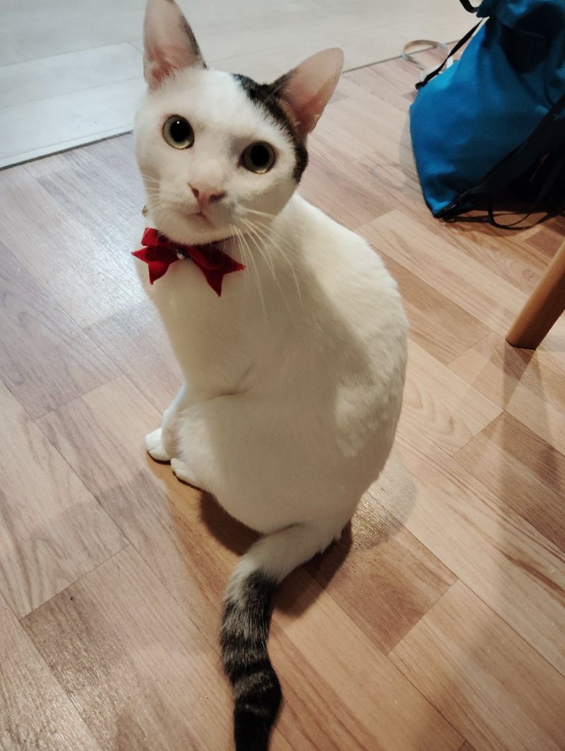 ゆきの写真