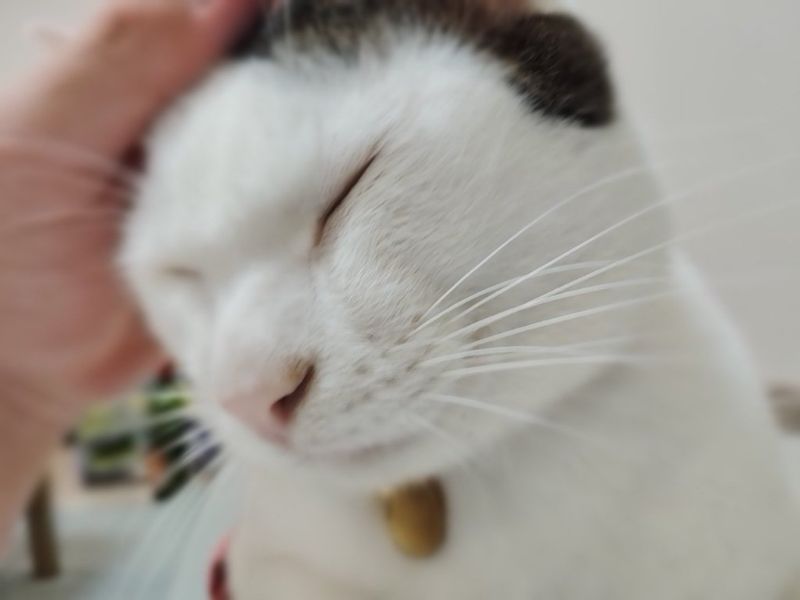 ゆきの写真