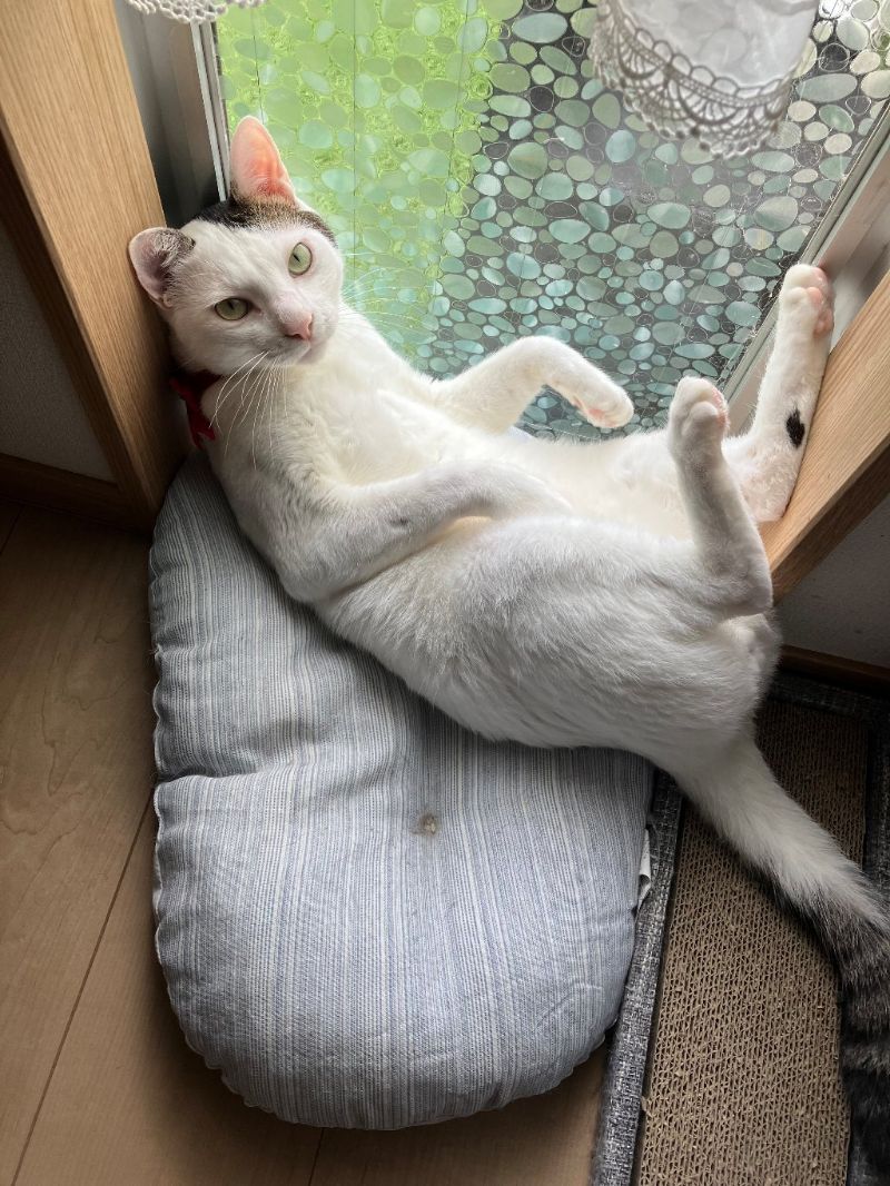 ゆきの写真