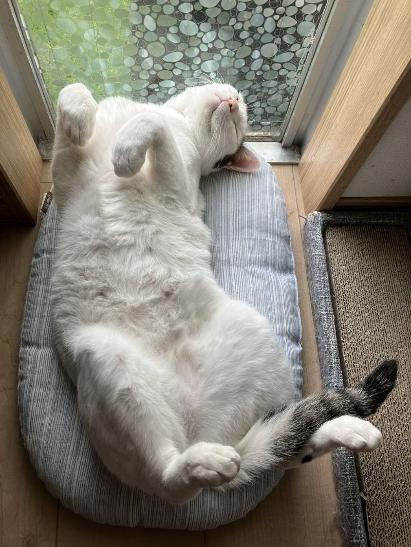 ゆきの写真