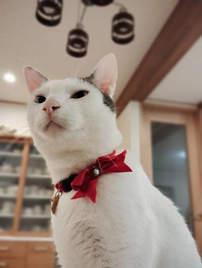 ゆきの写真
