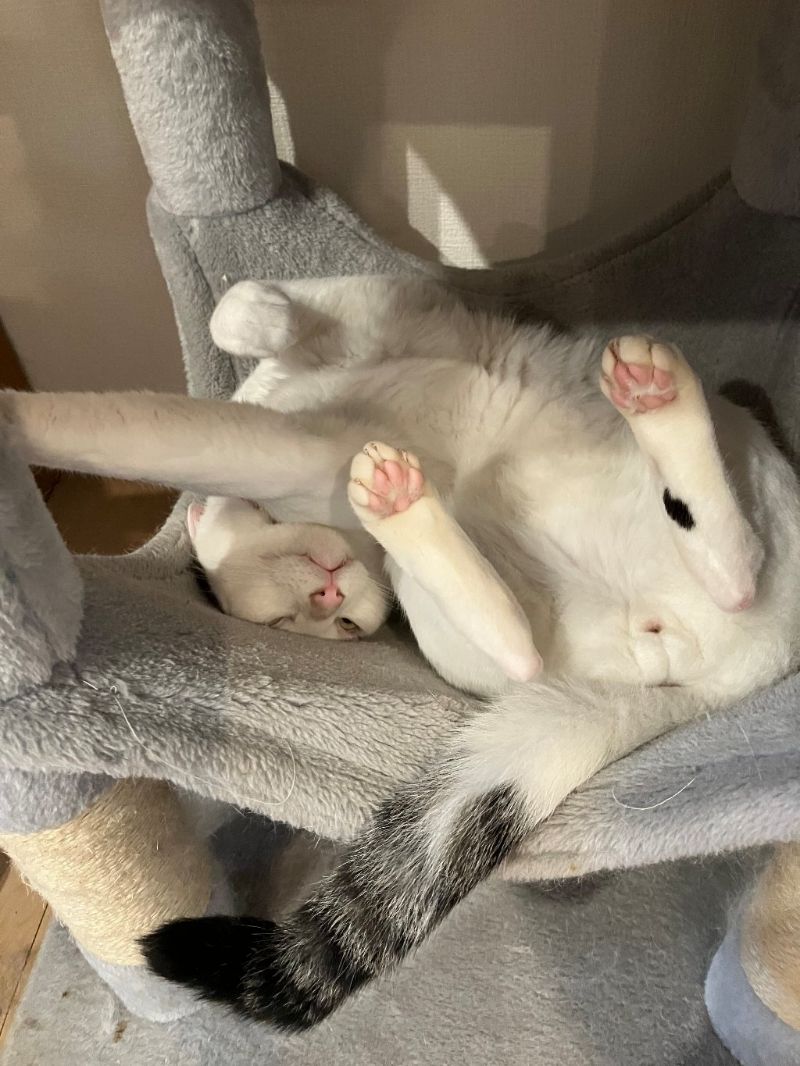 ゆきの写真
