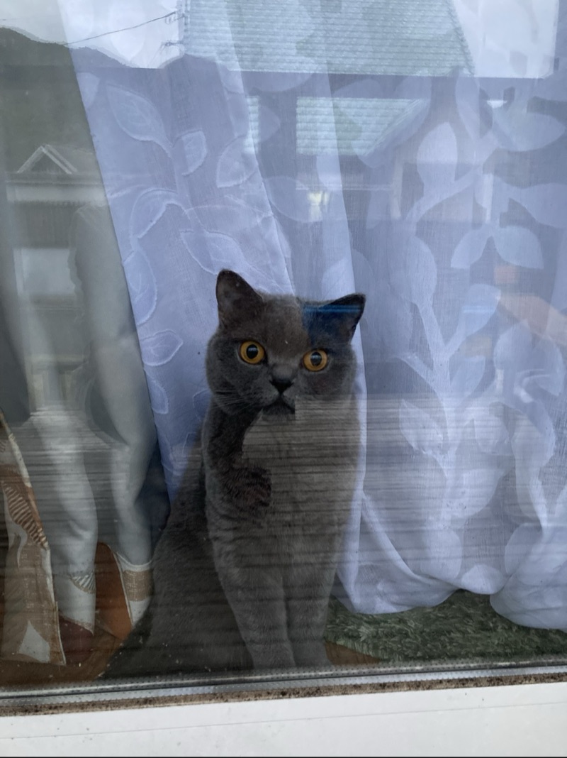 ぐりの写真