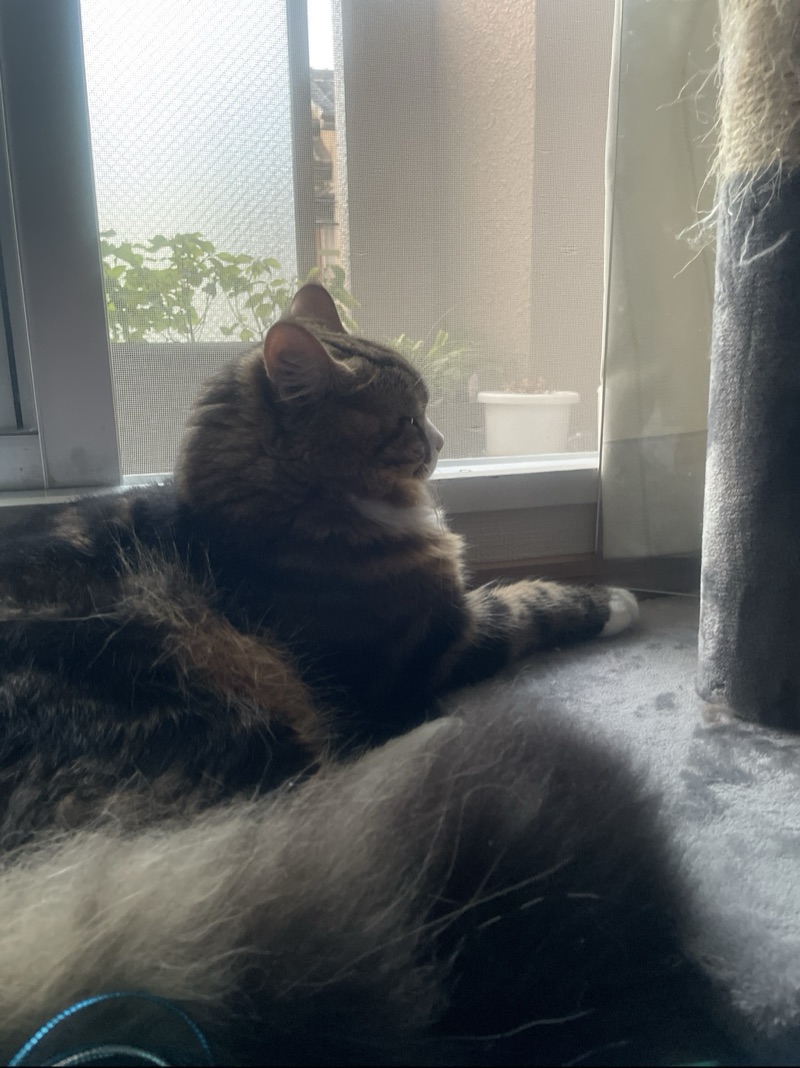 にゃーごの写真