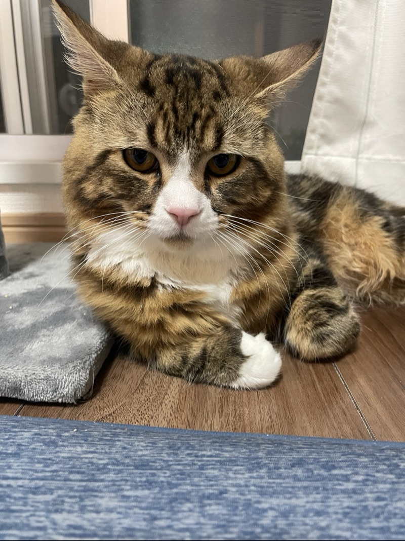 にゃーごの写真