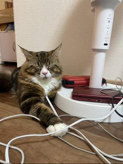 にゃーごの写真