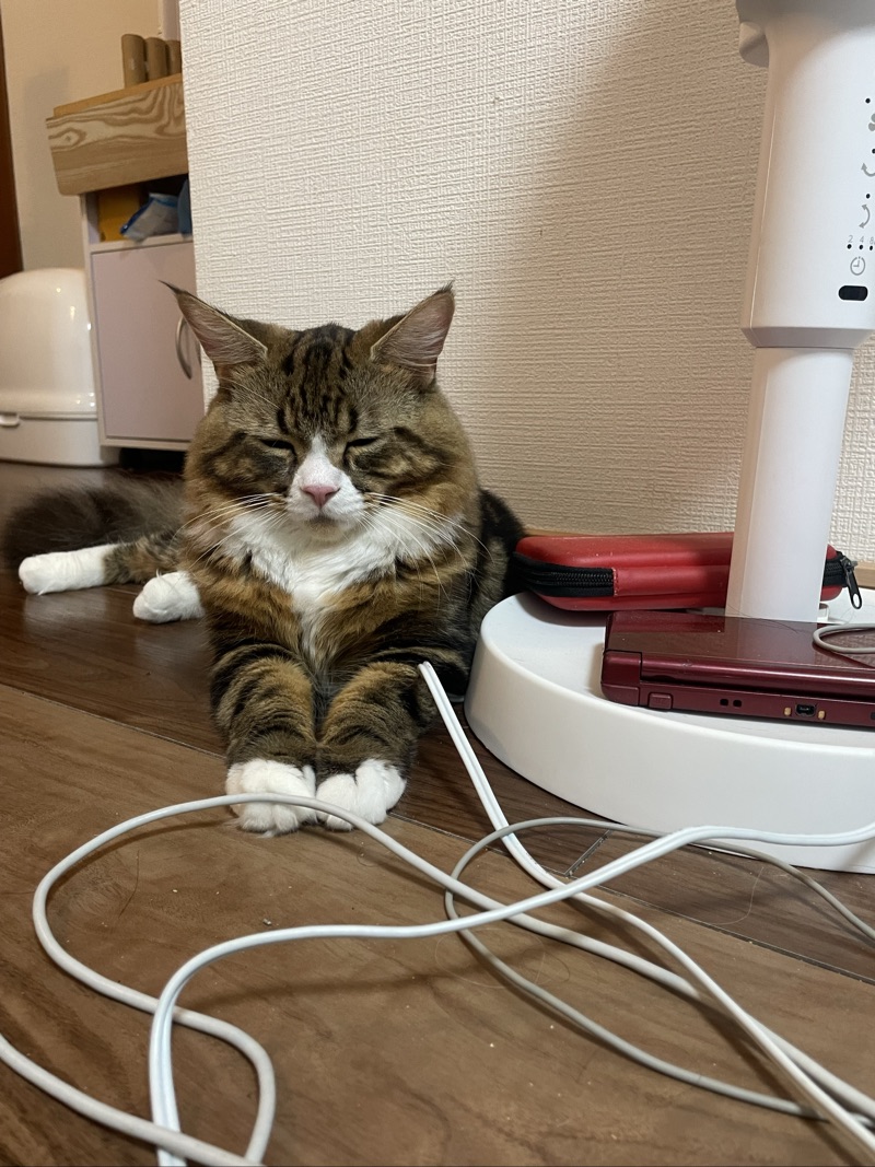 にゃーごの写真