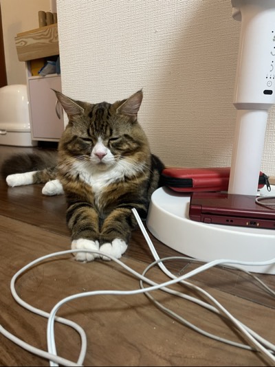 にゃーごの写真