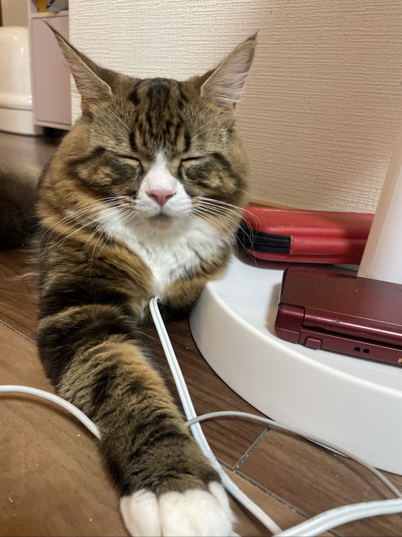 にゃーごの写真