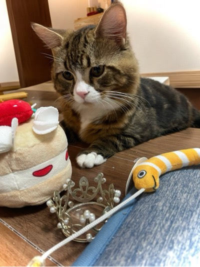 にゃーごの写真