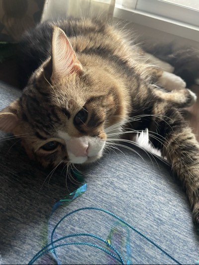 にゃーごの写真