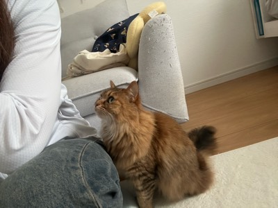 つばきの写真