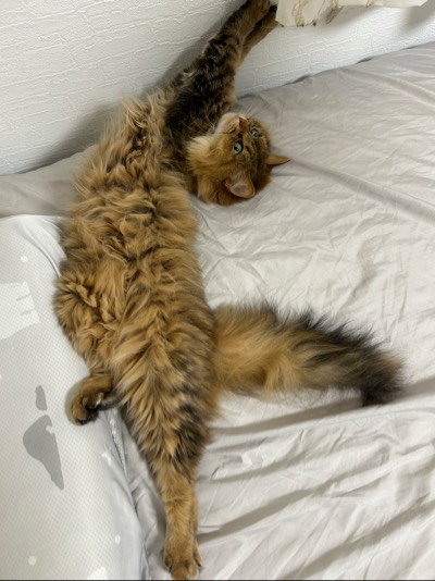 つばきの写真