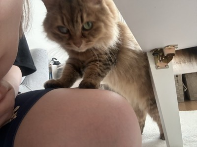 つばきの写真