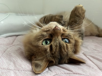 つばきの写真