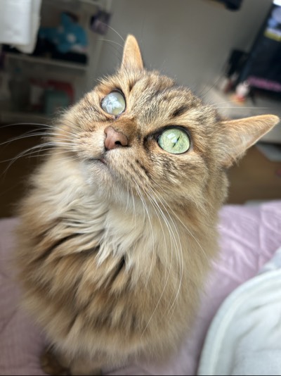 つばきの写真