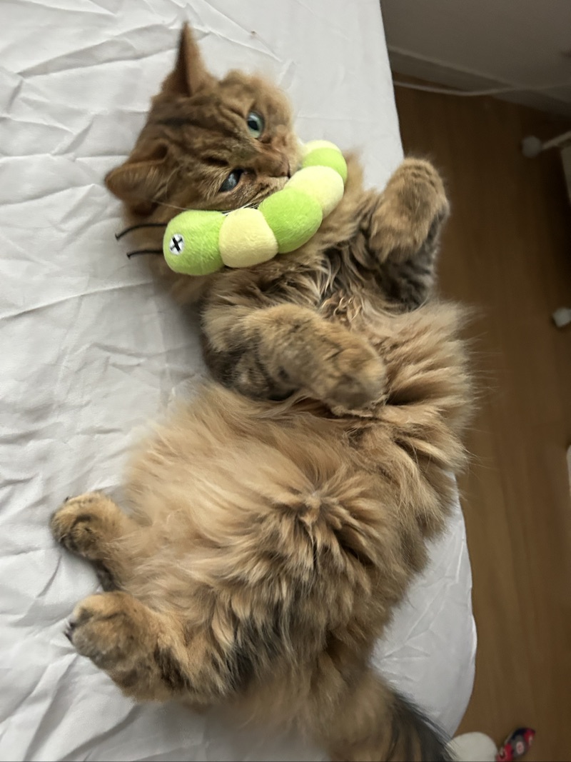 つばきの写真