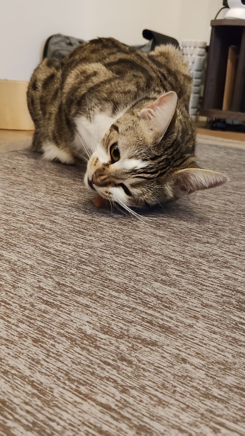 ラヴの写真