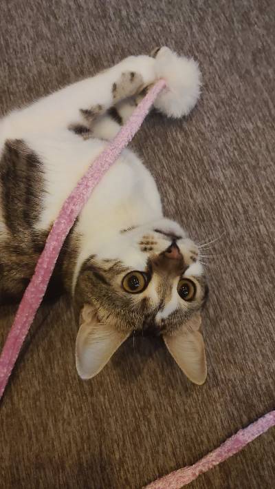 ラヴの写真