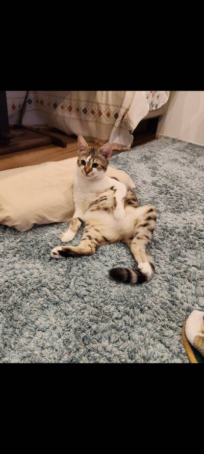 ラヴの写真