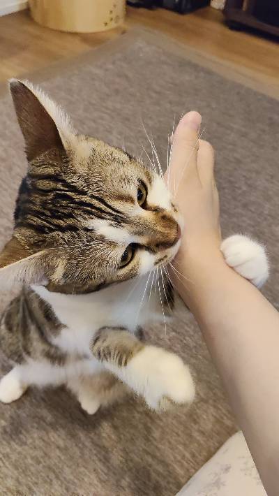 ラヴの写真