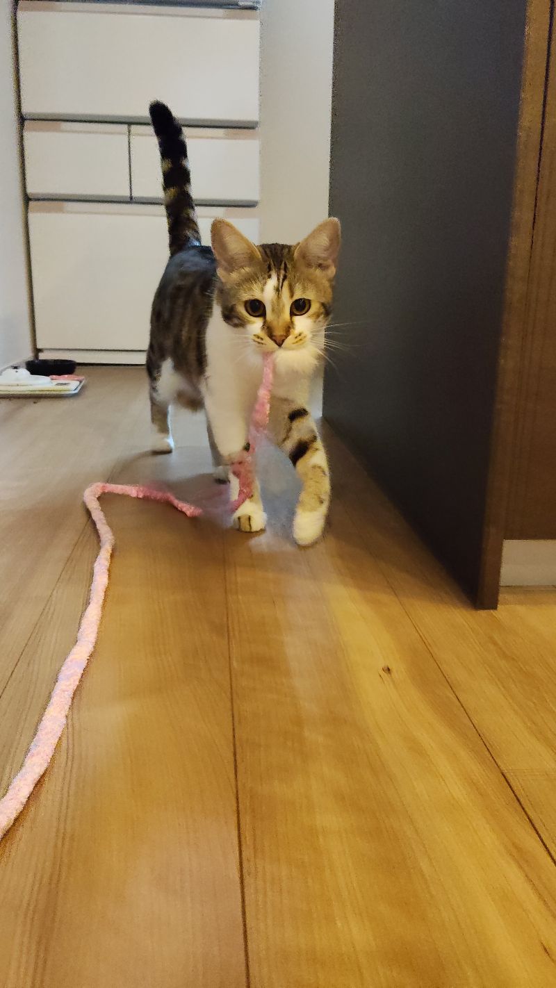 ラヴの写真