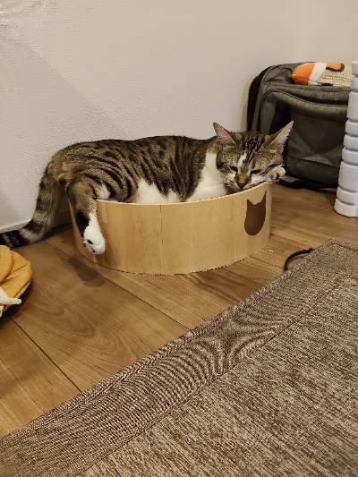ラヴの写真