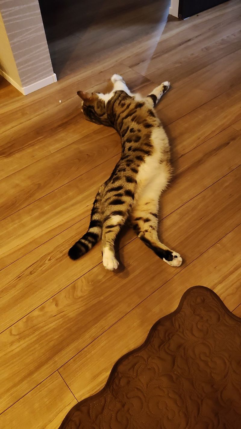 ラヴの写真