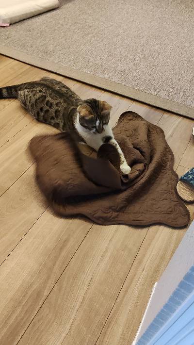 ラヴの写真