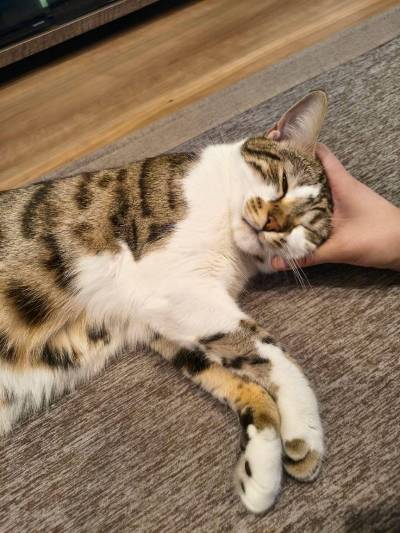 ラヴの写真