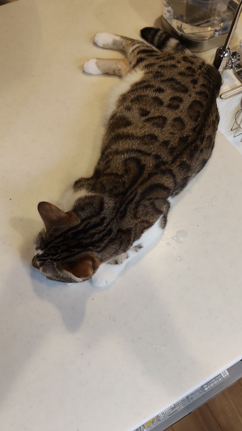 ラヴの写真