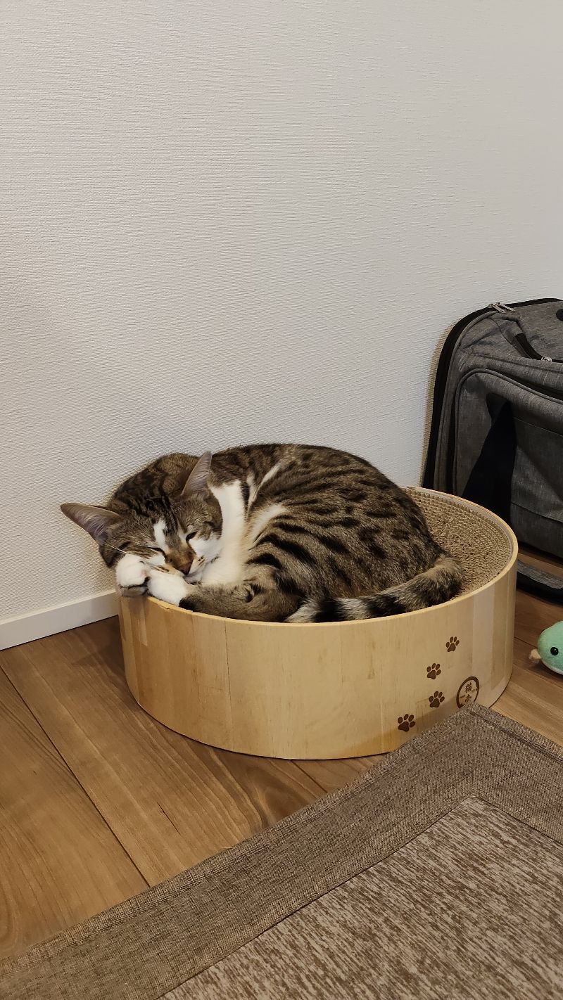 ラヴの写真