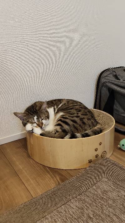 ラヴの写真