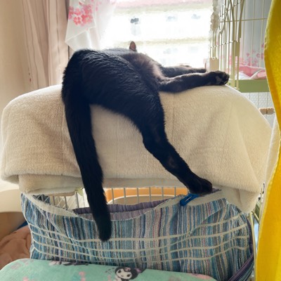 いーくろ くんの写真