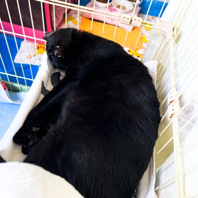 いーくろ くんの写真