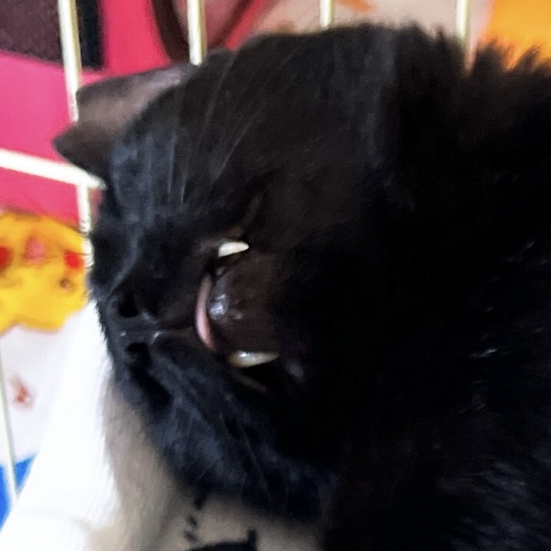 いーくろ くんの写真