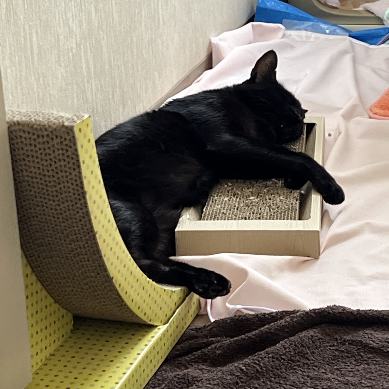 いーくろ くんの写真
