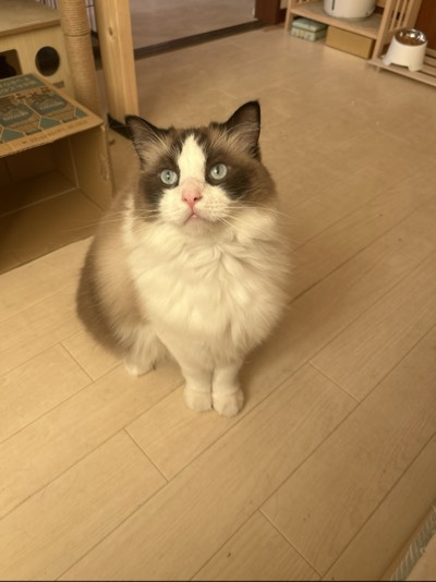 ラスクの写真