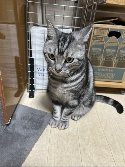シラスの写真