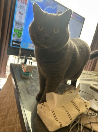 イチゴの写真
