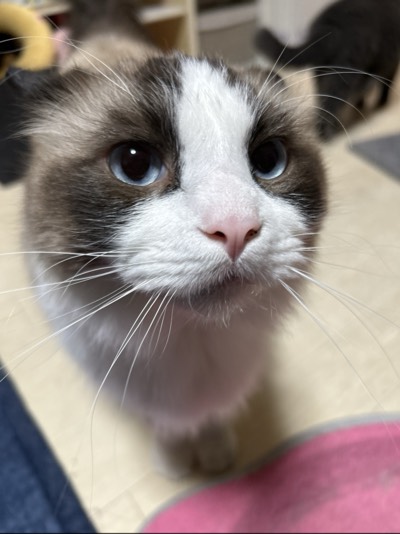 ラスクの写真